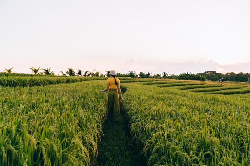 Back view of anonymous lady in casual summer outfit walking on path among vivid green rice fields in rural area of Bali