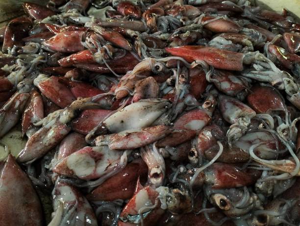 Raw cuttlefish