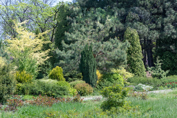 istock Landscape design. Lawn and trees in the park. 1474357398
