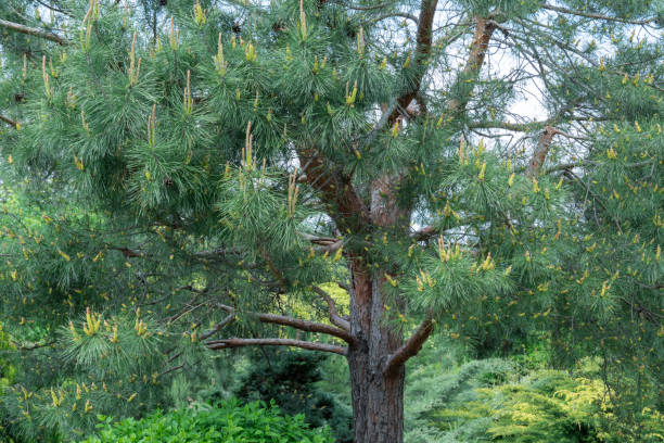 istock Double pine trunk in the natural park. Mystical coniferous evergreen tree. 1474358467