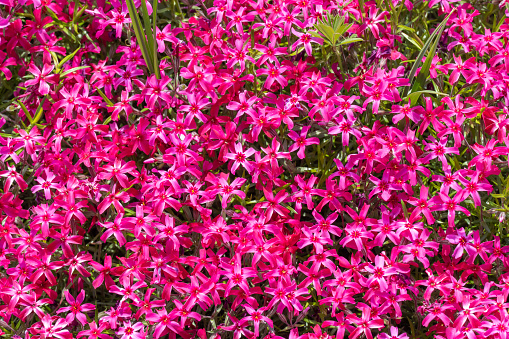 Magenta phlox subulate flowers in the garden. Blooming fuchsine creeping moss for landscape design. Bright beautiful flower covering the ground. Photo wallpapers in red colors. Growing carpet in nature.