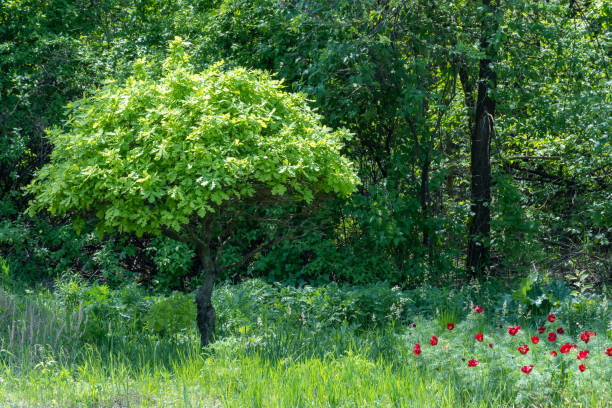 정원에 있는 어린 떡갈나무. quercus의 가지는 봄에 녹색 단풍을 심습니다. - oak tree treelined tree single object 뉴스 사진 이미지