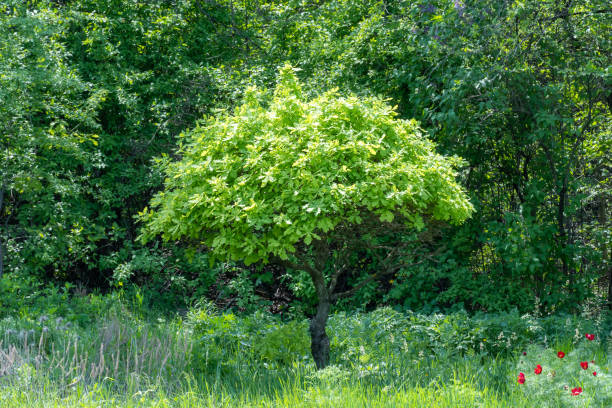 정원에 있는 어린 떡갈나무. quercus의 가지는 봄에 녹색 단풍을 심습니다. - oak tree treelined tree single object 뉴스 사진 이미지