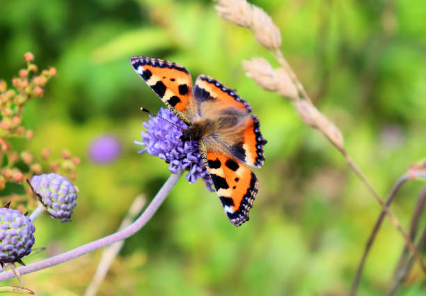istock Bumblebee and butterfly collect nectar on blue flower 1474358649