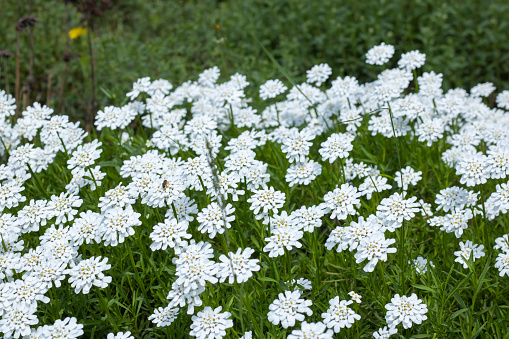 Group of little white flowers iberis sempervirens in the garden. Blooming of candytuft plant perennial. Beautiful small flowers opens  springtime. Floral background wallpapers.