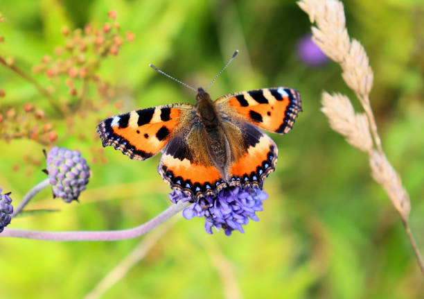 istock Bumblebee and butterfly collect nectar on blue flower 1474358832