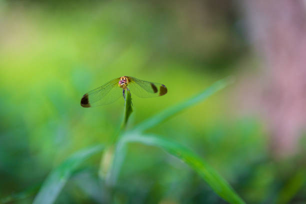 Gragonfly in rice field in summer in Japan