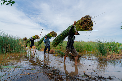 Long an Province, Viet Nam 29 October, 2022: Asian farmers are harvesting Bang grass in Long An province during the harvest season. The farmer is carrying the grass to the truck to drive it