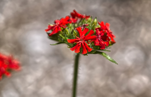 Close-up of a red flower