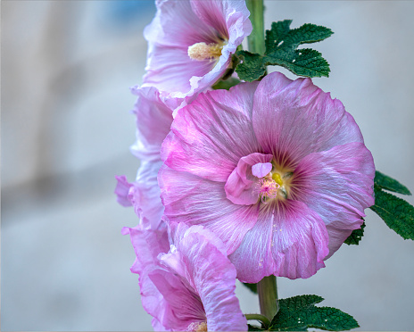 Fragile  and translucent petals on a tall ornamental flower