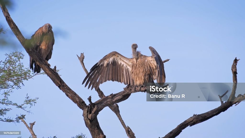 O abutre-de-dorso-branco (Gyps africanus) - Foto de stock de Abutre royalty-free O abutre-de-dorso-branco (Gyps africanus) - Foto de stock de Abutre royalty-free
