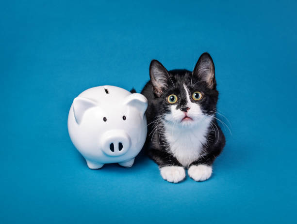 Cute little tuxedo kitten with a piggy bank on a blue background. Animal Charity or donate to rescue concept. Cute little tuxedo kitten looks needy next to a piggy bank on a blue background. Animal Charity, donate to rescue, adoption fee or cost of care concept. money cat stock pictures, royalty-free photos & images
