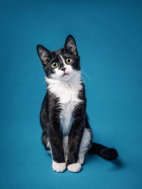 Funny tuxedo kitten sitting looking at camera on a blue background. Funny tuxedo kitten with a serious expression sitting looking at camera on a blue background. Four months old. tuxedo cat stock pictures, royalty-free photos & images