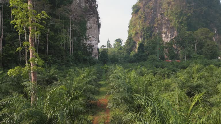 Aerial view of palm oil trees plantation in Thailand