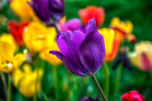 Closeup of purple violet tulip blossom. View of colorful tulips in the garden.