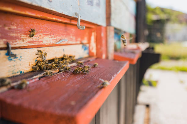 istock Worker bees, flying out and returning to the beekeeper hive, close-up shot 1474365925