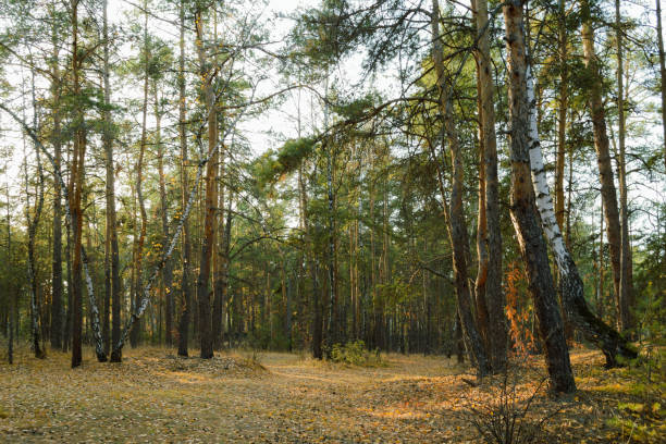 Nature in autumn is incredibly beautiful