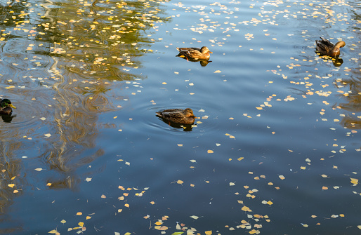 Beautiful ducks swim peacefully in a pond in the park