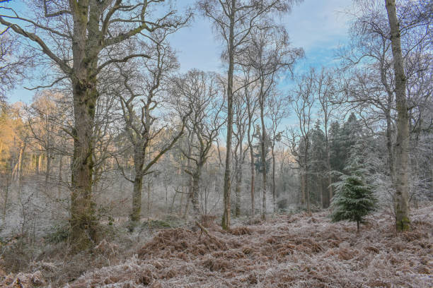 istock Frosty Woodland 1474367427