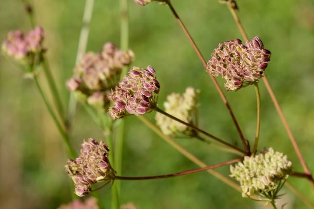 istock Alsatian Parsley - Peucedanum alsaticum 1474368451