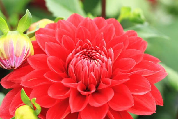 istock Dahlia flower and buds 1474369309