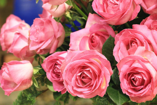 istock blooming romantic fresh pink Roses 1474369320