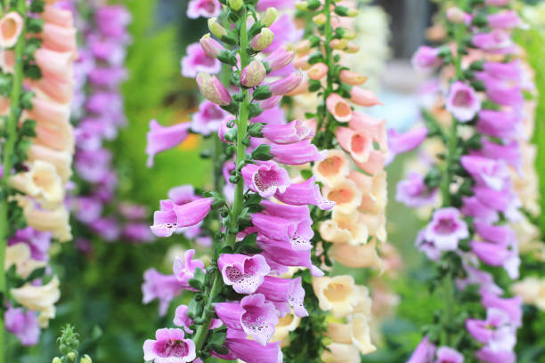 istock blooming colorful Common Foxglove flowers 1474369325