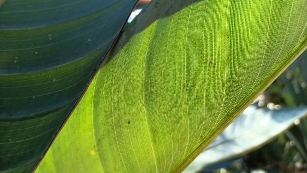 istock A large leaf of a tropical leaf and its structure in a macro shot 1474369518