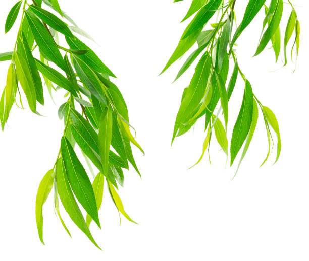branches of willow with green leaves are isolated on white background. spring foliage. willow leaves. - willow tree weeping willow tree isolated imagens e fotografias de stock