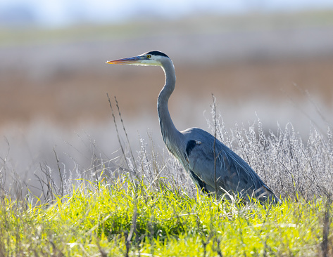 Close-up of a great blue heron, seen in the wild in North California