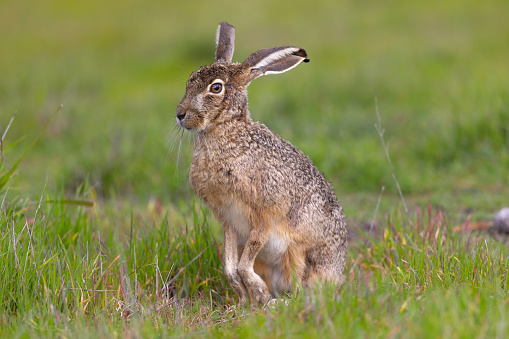 Very close view of a black-tailed jackrabbit, seen in the wild near a north California marsh