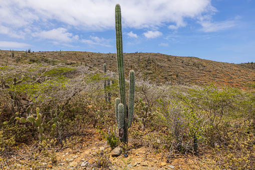 Close up view of cactus plant in desert on island of Aruba.
