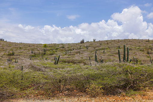 Beautiful view of mountain desert with tropical vegetation on west coast of island of Aruba.