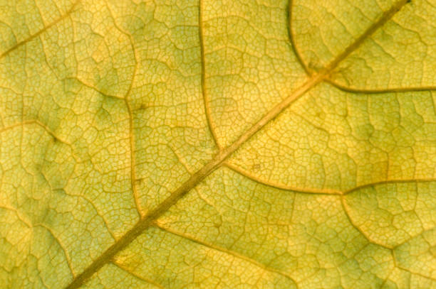istock Autumn dry leaf for mobile home screen. 1474373277