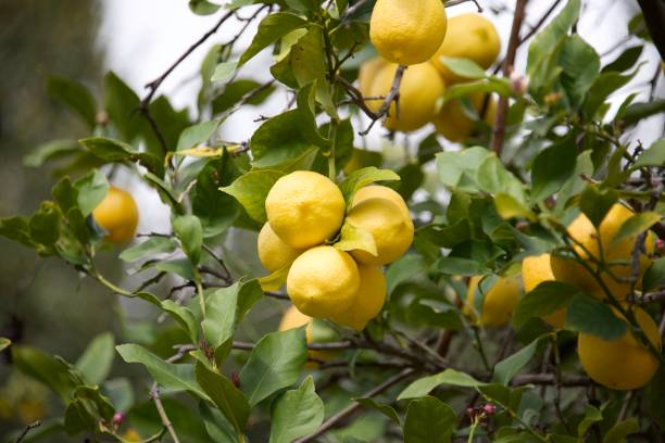 istock Bunch of Lemons 1474373492
