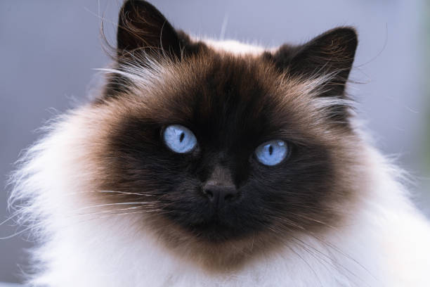 ritratto di un gatto persiano siamese himalayano con gli occhi azzurri - gatto di razza foto e immagini stock