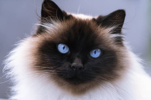 Portrait of a Himalayan Siamese Persian cat with blue eyes Portrait of a Himalayan Siamese Persian cat with blue eyes siamese cat stock pictures, royalty-free photos & images