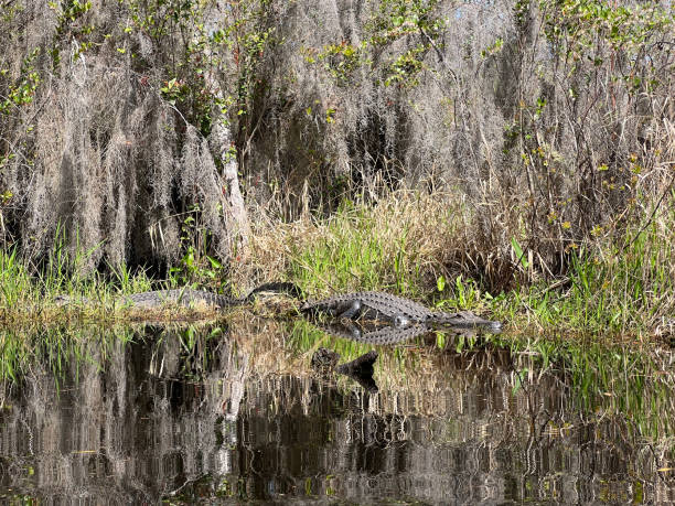 istock Alligators in Okefenokeee swamp. 1474377012