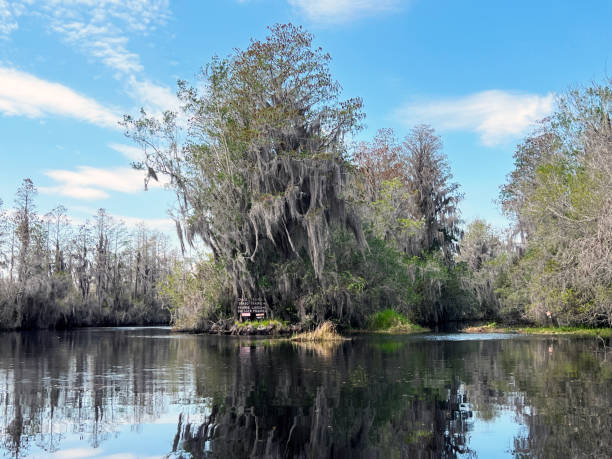 istock Paddling trail at Okefenokee swamp. 1474377053