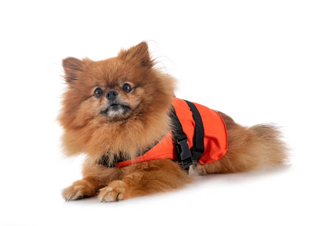 istock pomeranian and life jacket in studio 1474381407
