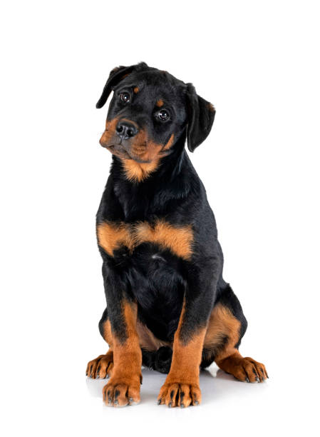 istock puppy rottweiler in studio 1474381900
