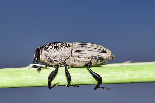 Hunting Billbug (Sphenophorus venatus vestitus) feeding from a plant stem with copy space. Considered environmental pests in the USA.