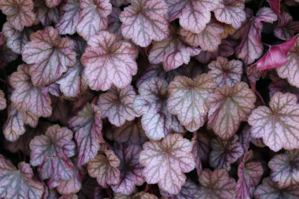 istock Pink and white heuchera 1474382882