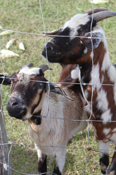 istock Goat Domestic Animal 1474384342
