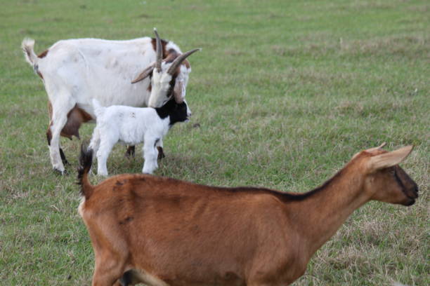 istock Goat Domestic Animal 1474384397