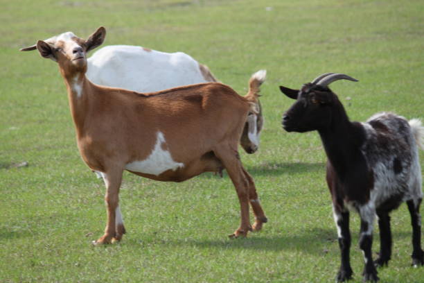 istock Goat Domestic Animal 1474384485