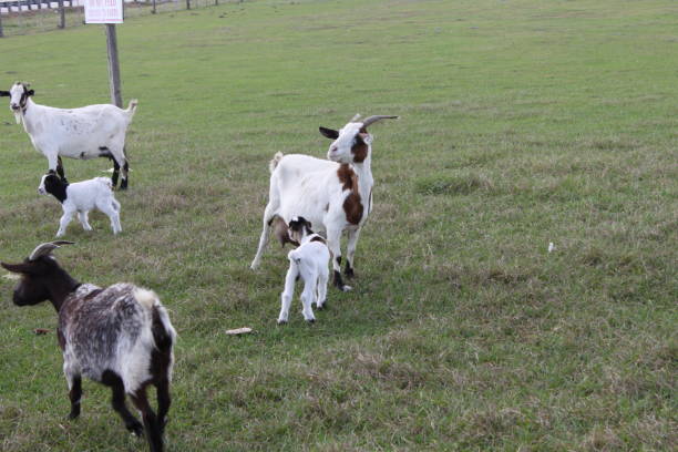 istock Goat Domestic Animal 1474384515