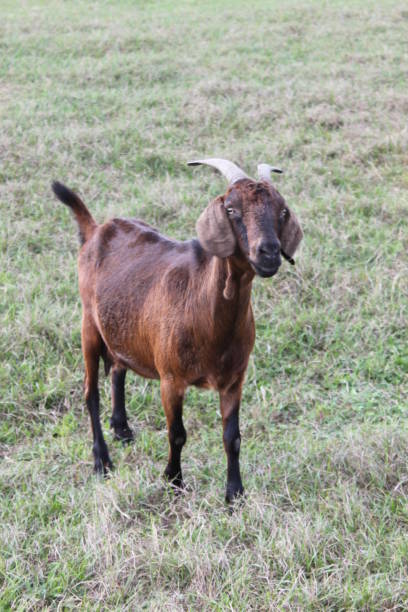 istock Goat Domestic Animal 1474384537