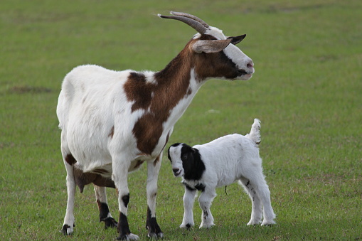 Brown and white female domestic Goat horned and young goat kid standing with mother on grass on animal farm.