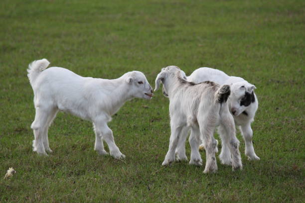 istock Goat Domestic Animal 1474384690